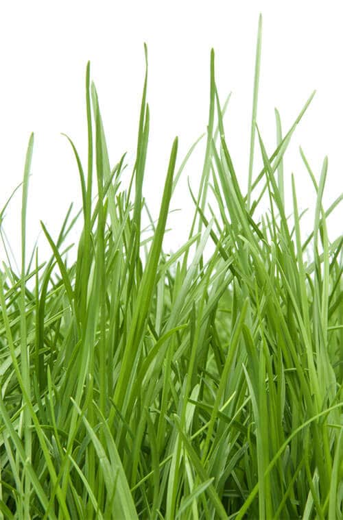 Grass